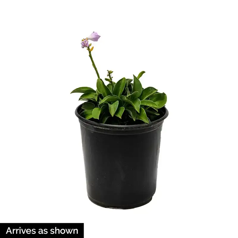 Hosta Mediovariegata Variegated Shade-Loving Perennial Foliage 1