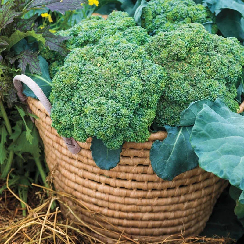 Blue Ribbon Hybrid Broccoli Seeds for Home Gardening 2