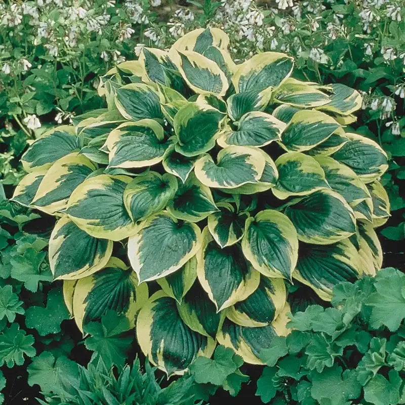 Hosta Aureo Marginata Gold-Edged Variegated Shade Perennial