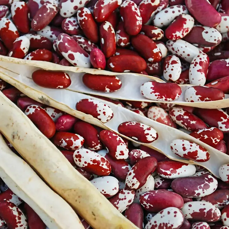 Jacob's Cattle Heirloom Shell Beans - Dry Legumes for Culinary Use