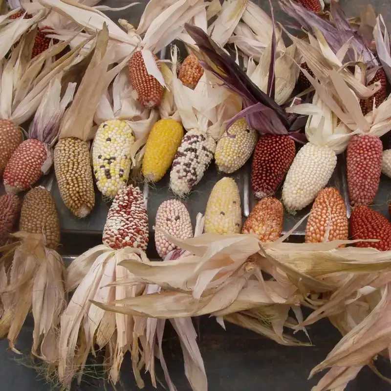 Strawberry DeLite Ornamental Corn Seeds for Decorative Fall Gardening