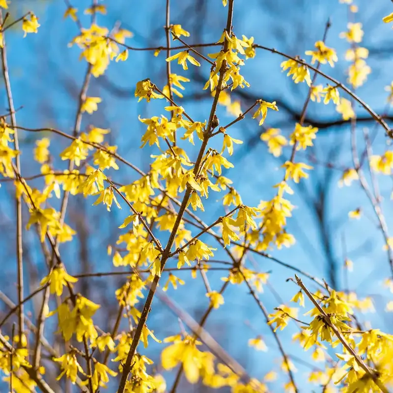 Lynwood Gold Forsythia Deciduous Flowering Shrub Bundle 1