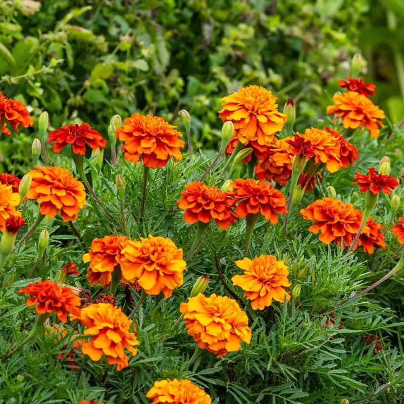 French Fireball Marigold Seeds (Tagetes patula) - Bicolor Annual Garden Flowers