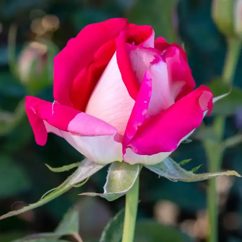Hybrid Tea Rose Bush - Fragrant Repeat-Flowering Ornamental Plant 1