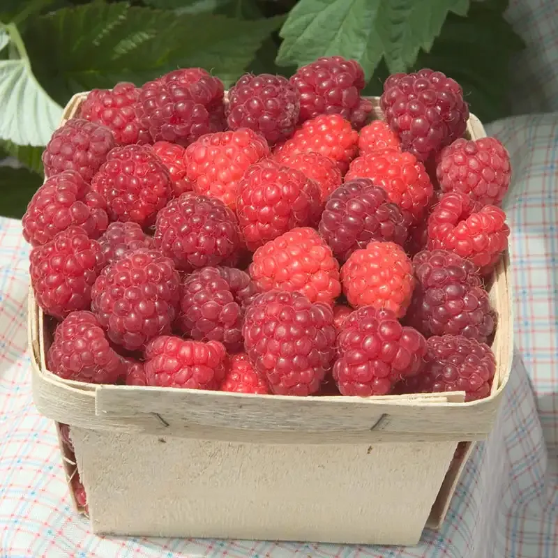 Boyne Raspberry Plant - Summer-Bearing Hardy Berry Cane