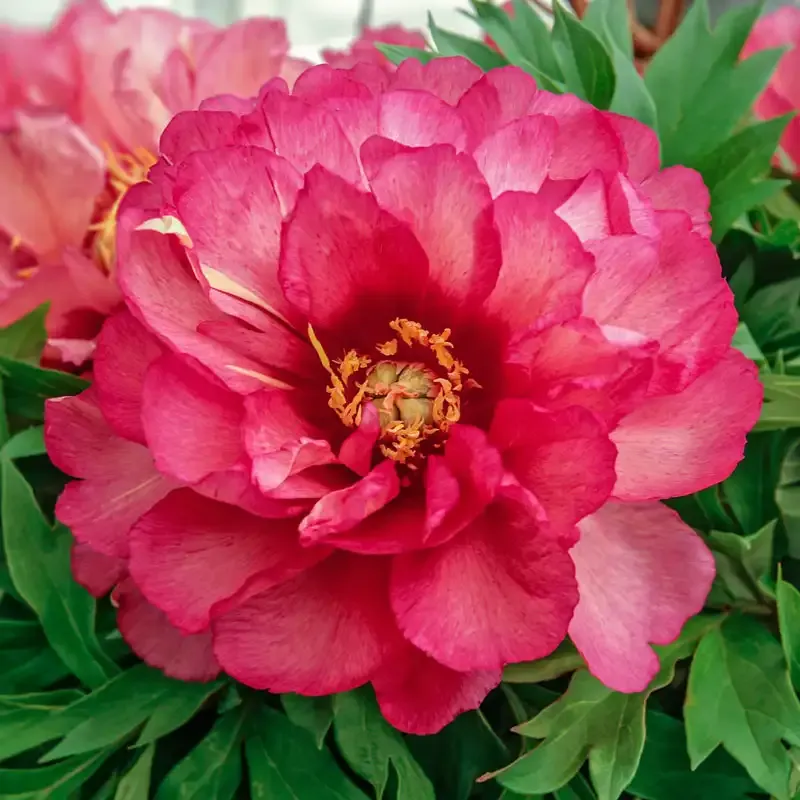 Julia Rose Intersectional Hybrid Peony Plant