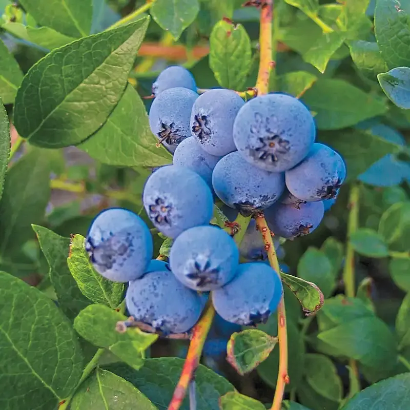 Biloxi Southern Highbush Blueberry Plant - Low-Chill Fruit Variety