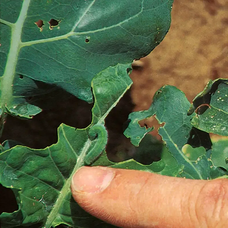 Caterpillar Control Treatment for Garden Foliage