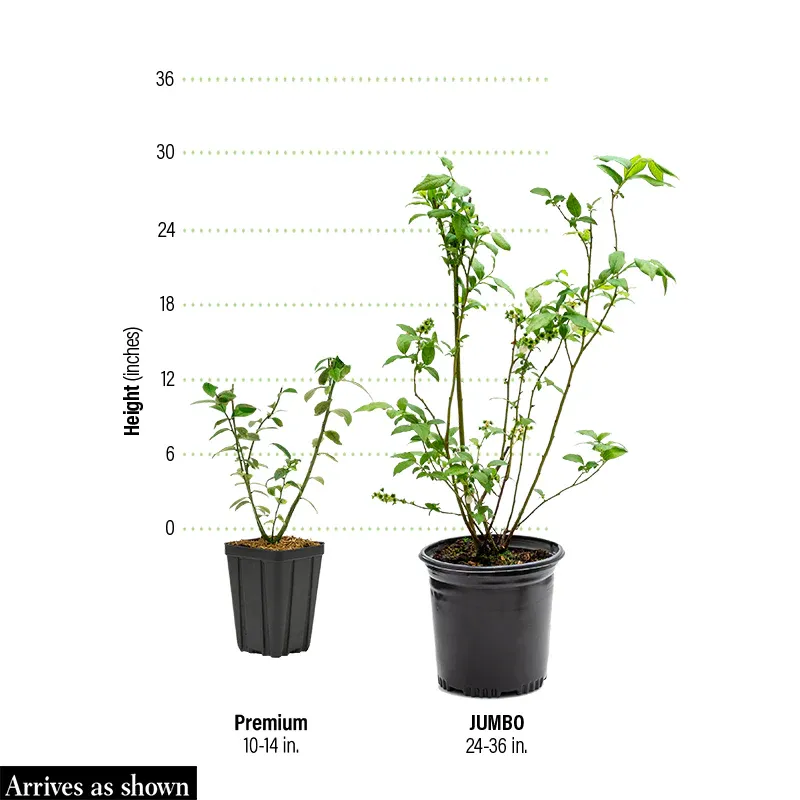 Echo Half-High Blueberry Plant - Compact Fruit-Bearing Shrub 0