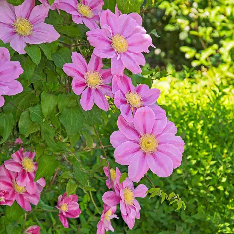 Clematis 'Pink Beauty' Flowering Perennial Climbing Vine 1