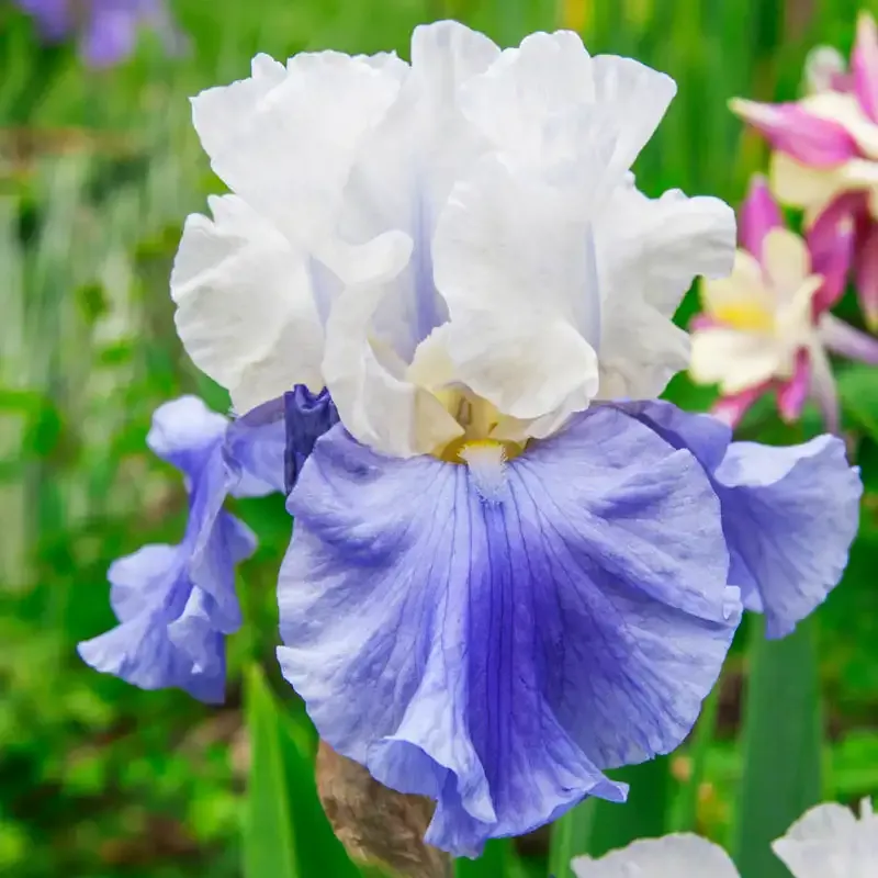 Stairway to Heaven Bearded Iris Perennial Rhizome