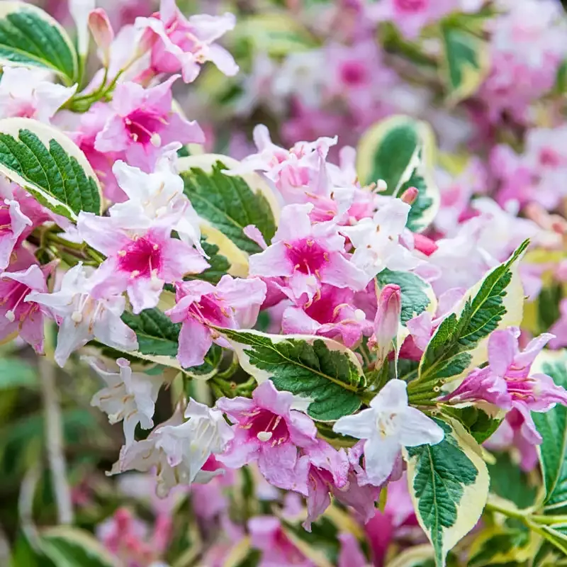 Pink Splash Variegated Weigela Deciduous Flowering Shrub 1
