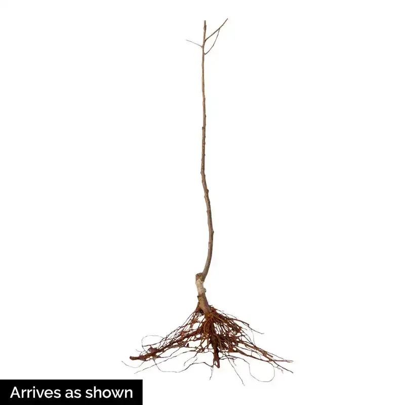 Double Delicious 2-in-1 Multi-Variety Grafted Apple Tree 1