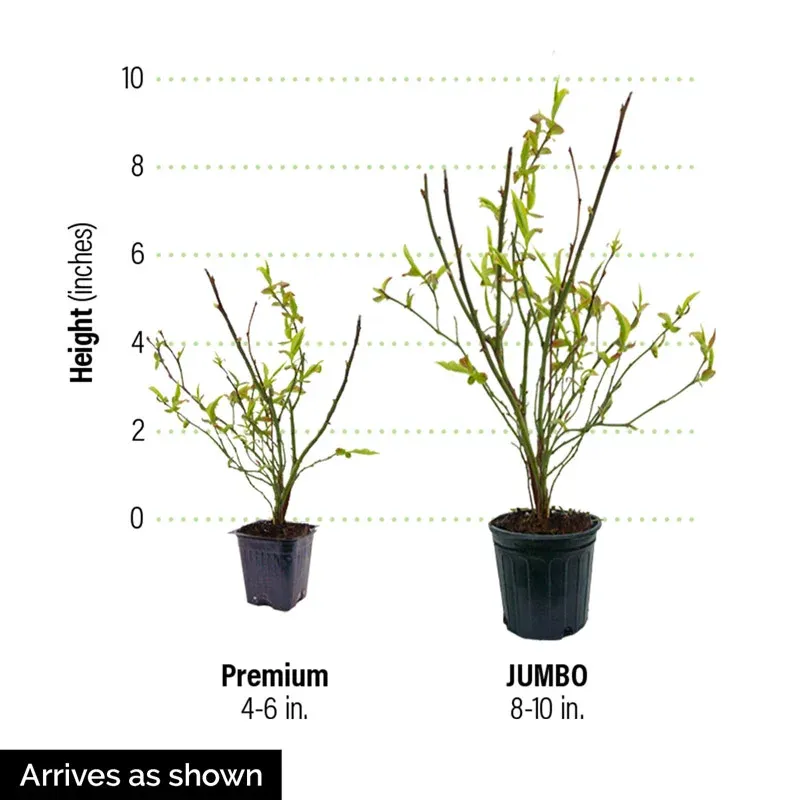 Dwarf TopHat Lowbush Blueberry Compact Fruit-Bearing Shrub 2
