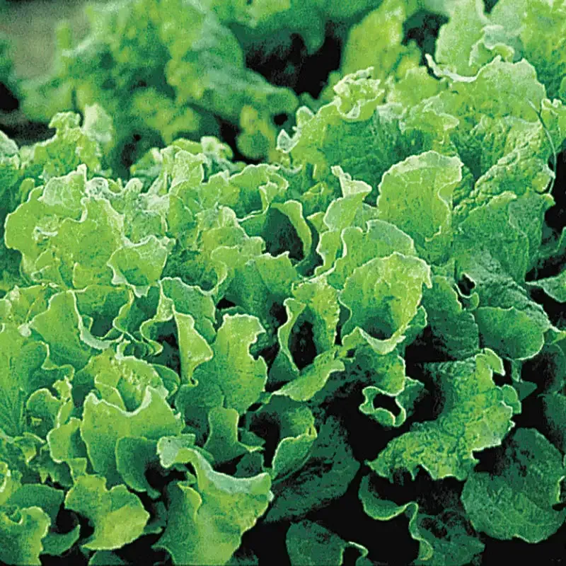 Black-Seeded Simpson Leaf Lettuce Seeds - Heirloom Vegetable Garden Seeds