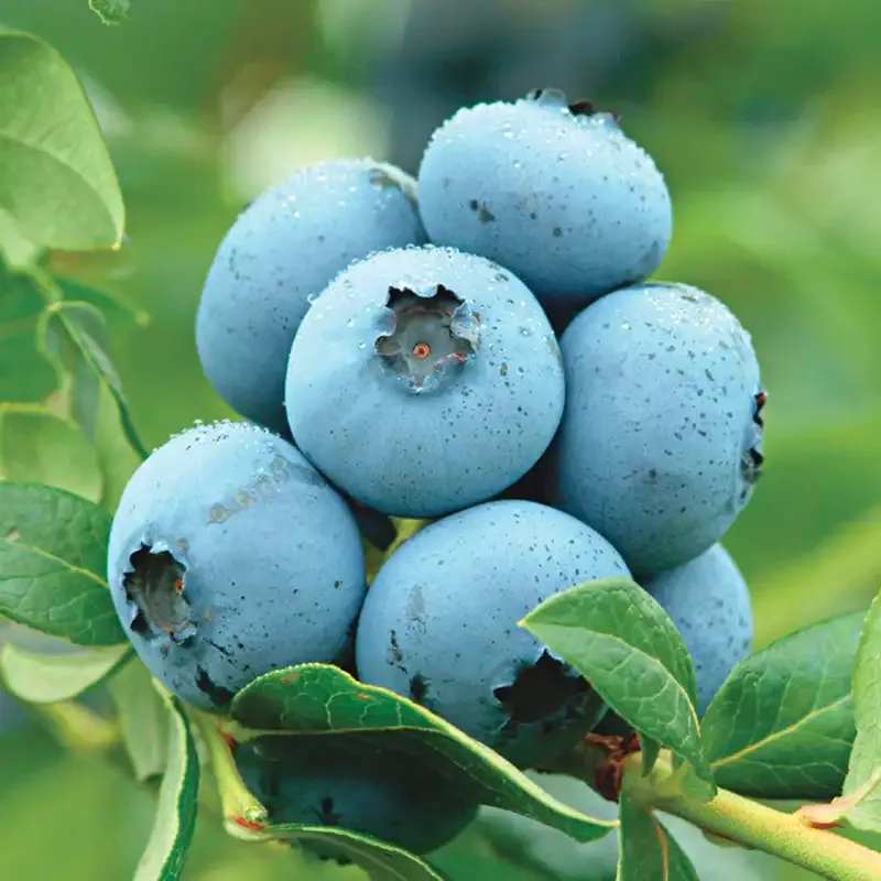 Northland Half-High Blueberry Plant - Cold Hardy Semi-Dwarf Fruit Shrub