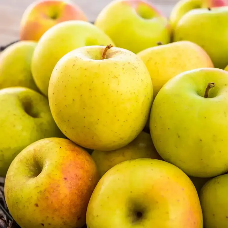 Goldrush Apple Tree - Late Season Disease-Resistant Variety