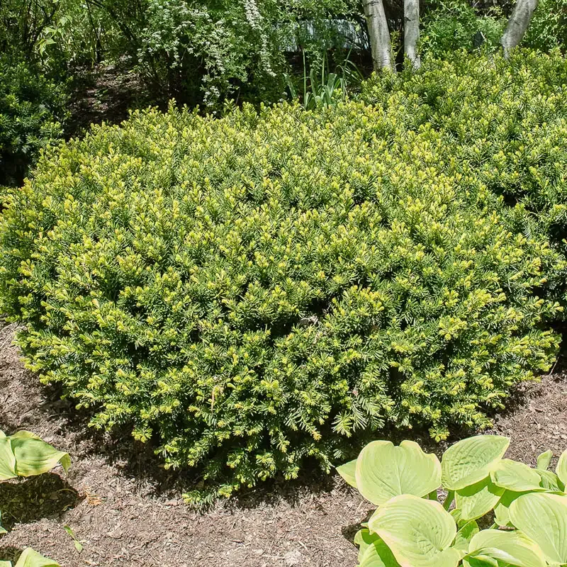 Spreading Densiformis Yew (Taxus x media 'Densiformis') Evergreen Hedge Shrub