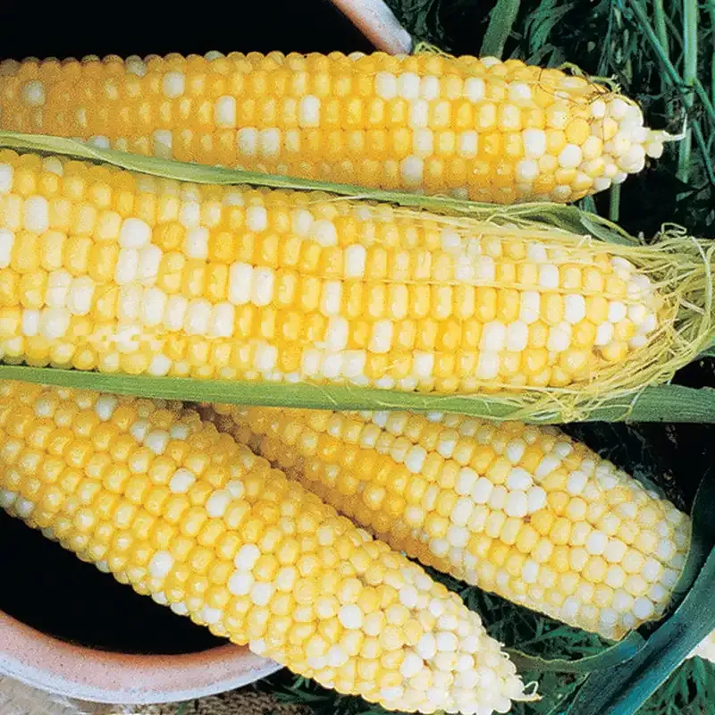 Honey & Cream Hybrid Sweet Corn Seeds (su Variety)