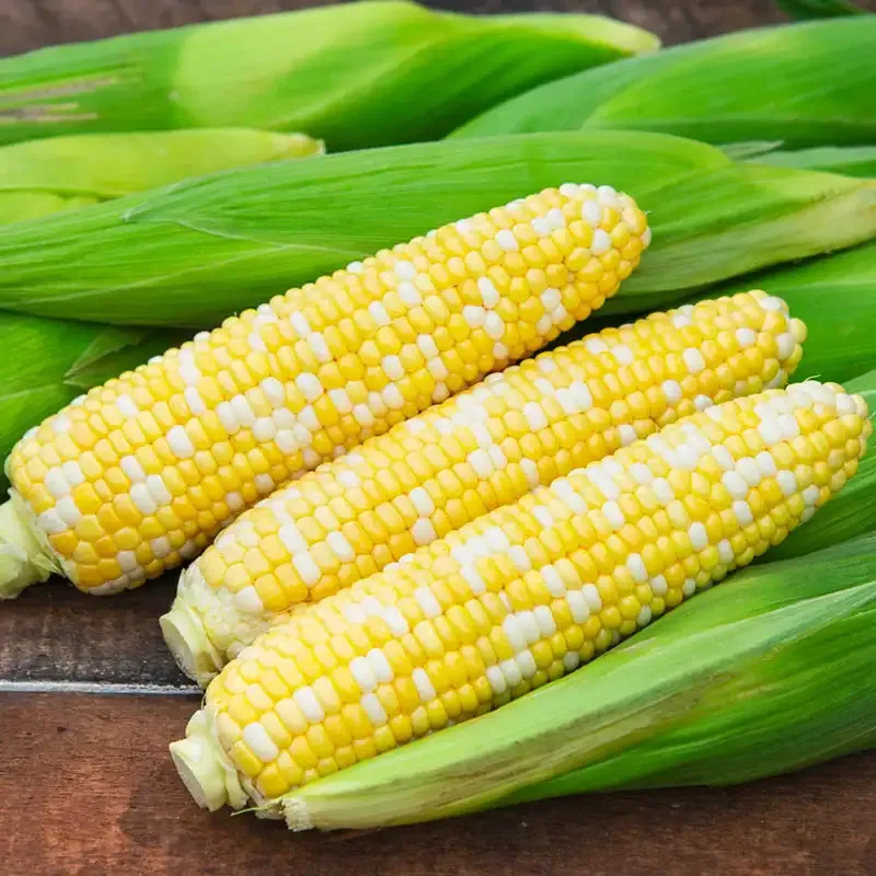 Temptress Hybrid Sweet Corn Seeds for Home Gardening