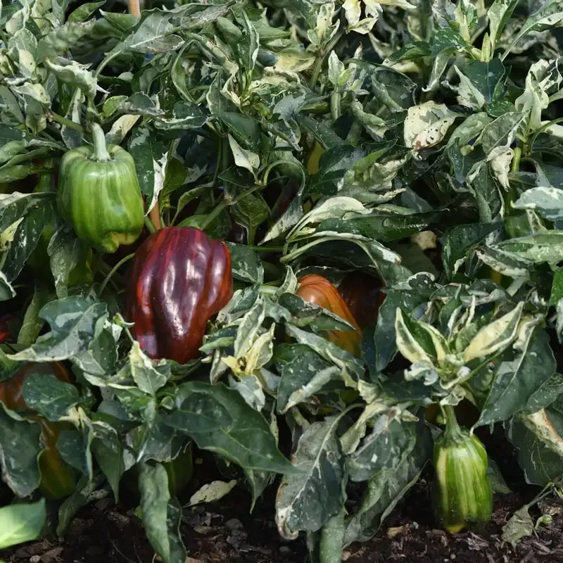 Candy Cane Chocolate Cherry Hybrid Sweet Pepper Seeds 2