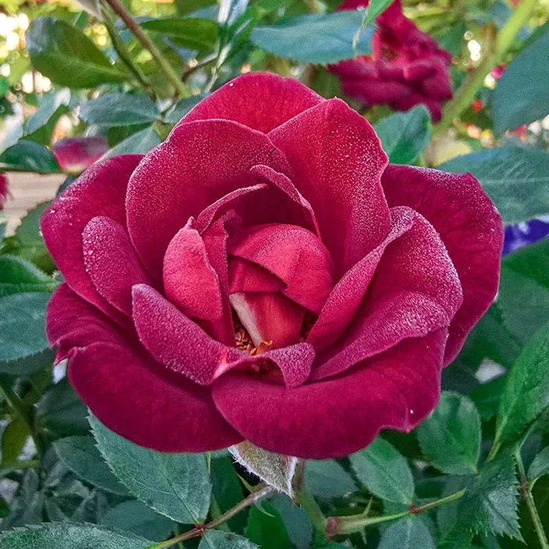 Coffee Bean Miniature Rose Compact Flowering Shrub