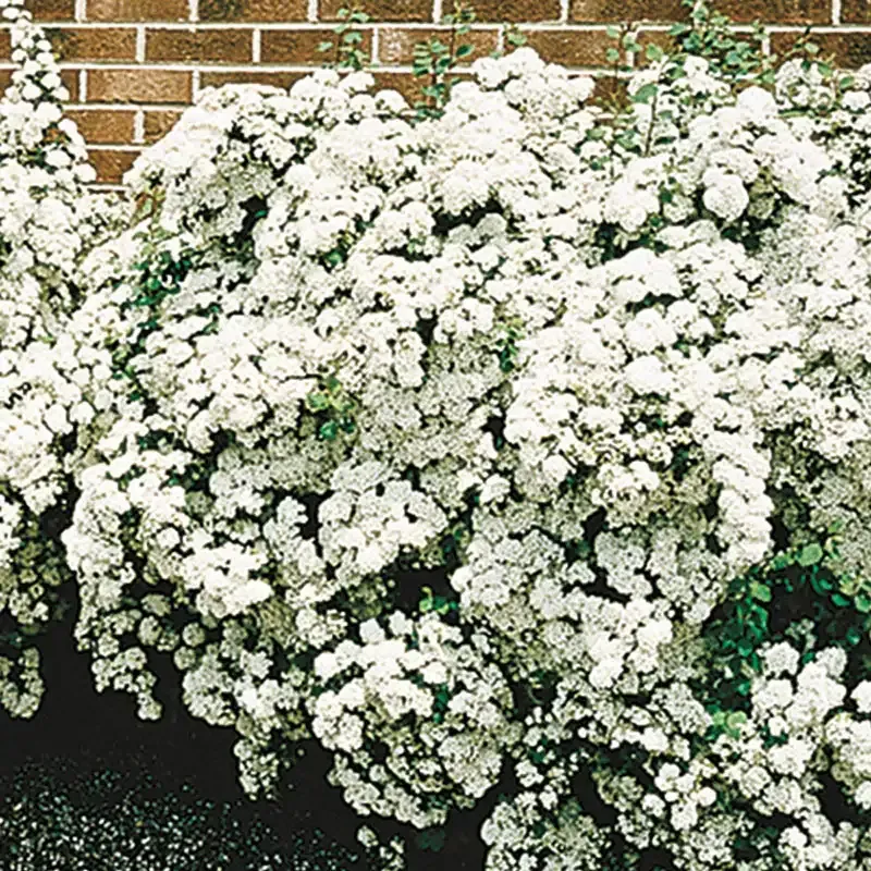 Vanhoutte Spirea Deciduous Ornamental Shrub