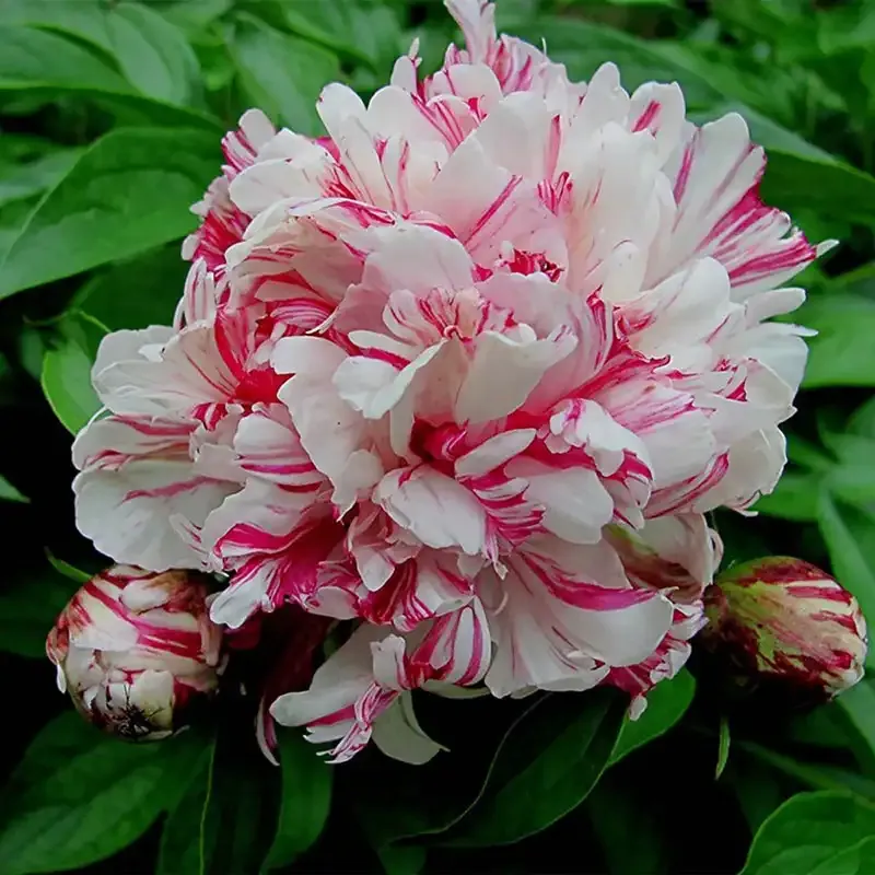 Kirinmaru Peony Flowering Shrub - Perennial Garden Plant