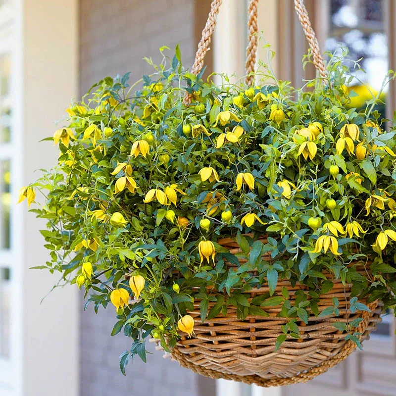 Little Lemons Clematis Compact Perennial Flowering Vine