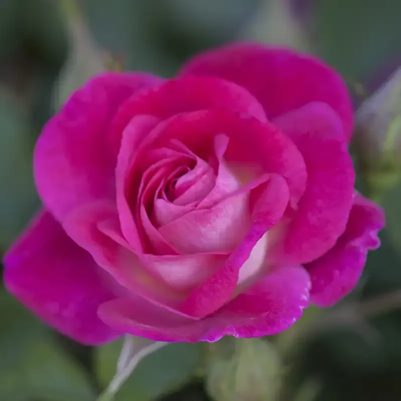 Floribunda Rose Bush - Disease-Resistant Continuous Blooming Garden Shrub 1
