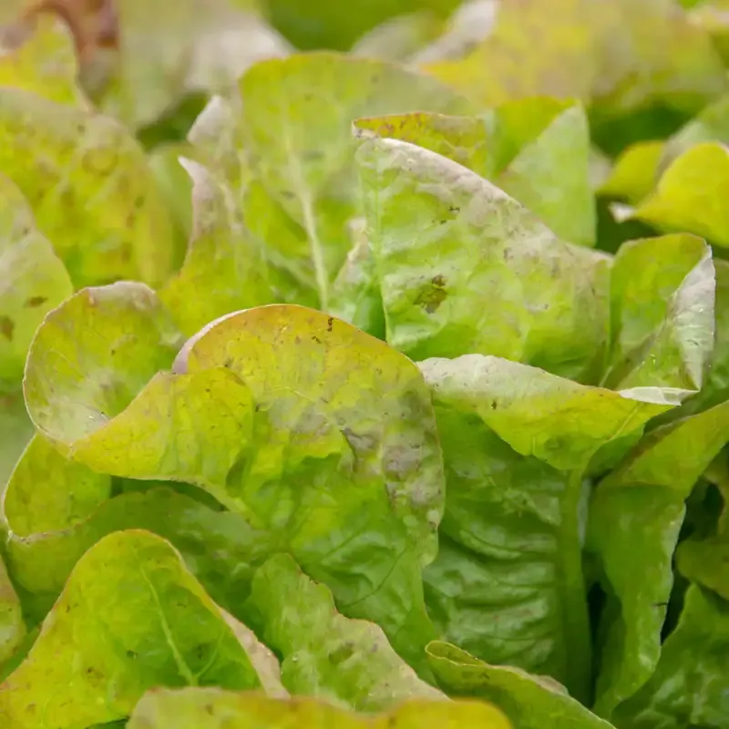 Blush Butter Cos Lettuce Heirloom Salad Greens 2
