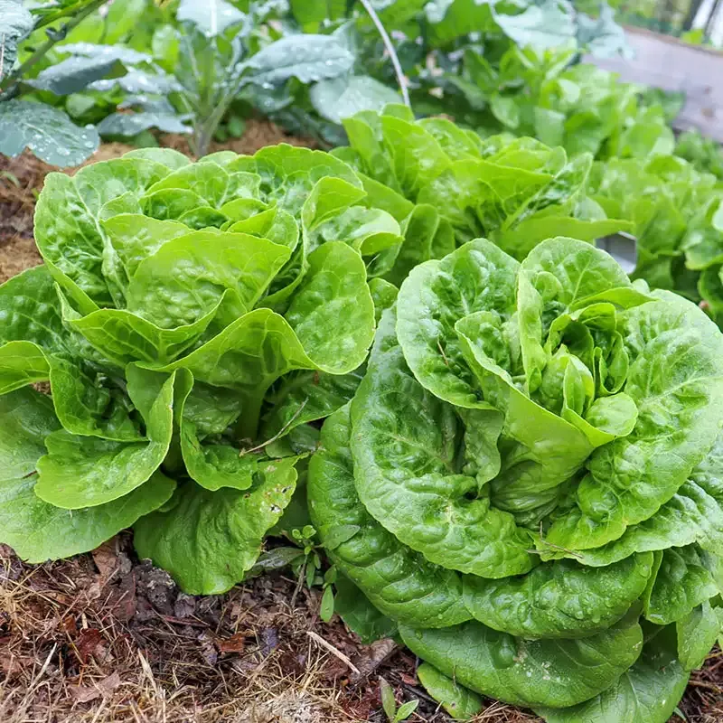 Mini Romaine Lettuce Fresh Crisp Salad Greens