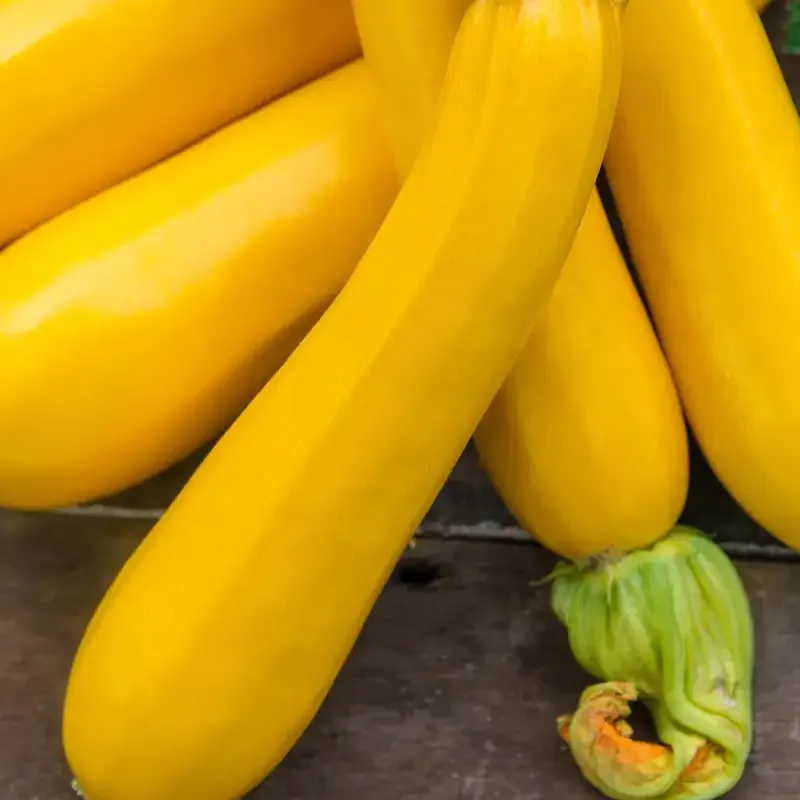 Gold Hybrid Summer Squash Seeds - High Yield Yellow Squash Variety