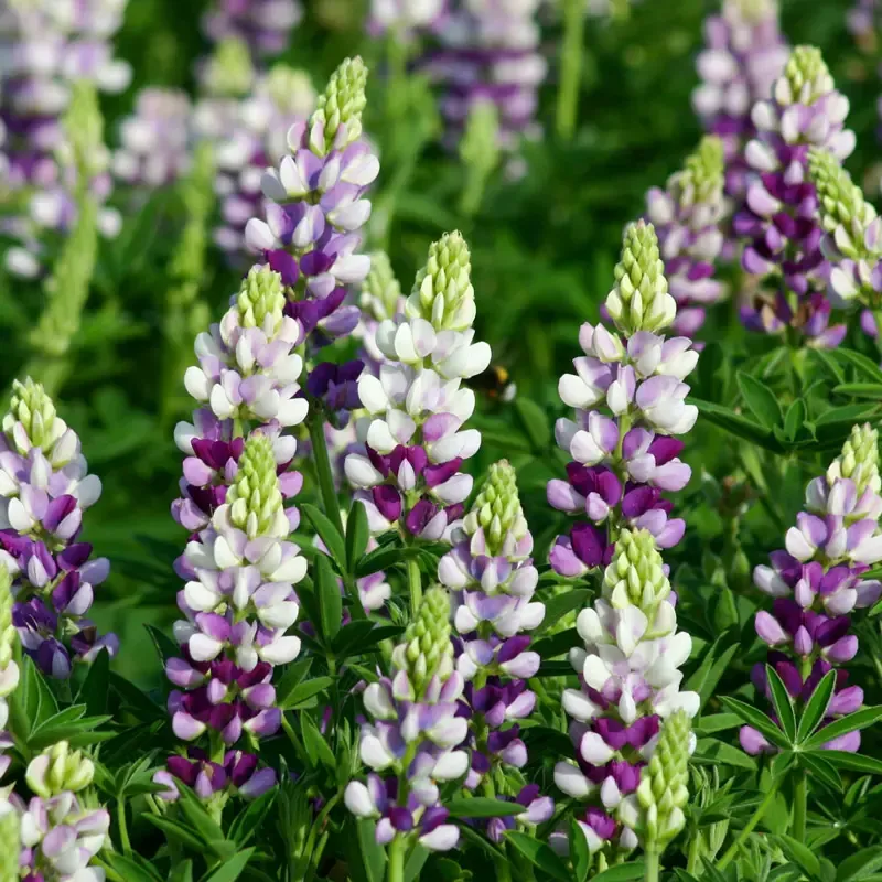 Lilac White Lupine Perennial Garden Flower