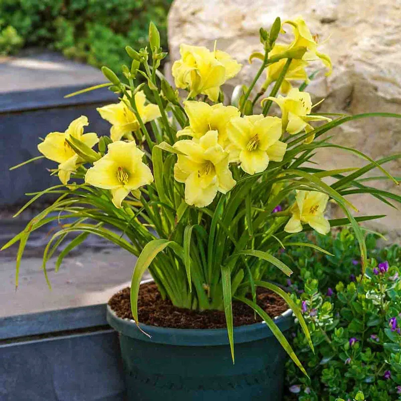 Fragrant Returns Daylily Perennial Flowering Plant 1