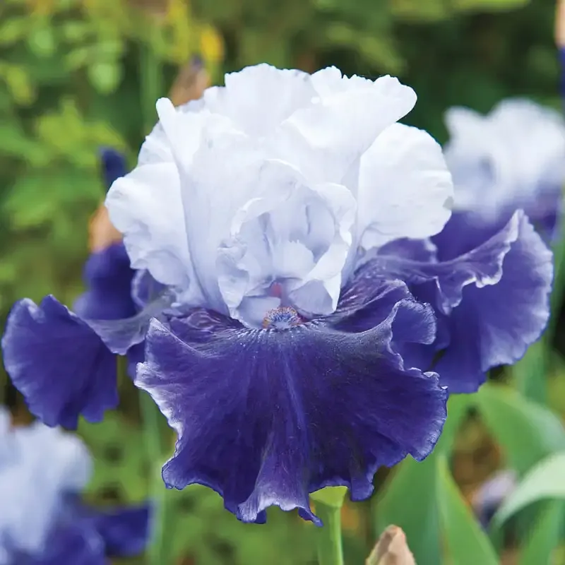 Bearded Iris Collection - Perennial Rhizome Assortment for Garden Planting 2