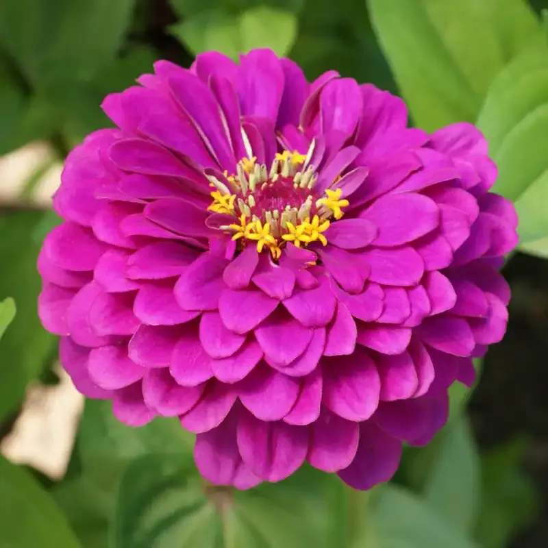 Purple Prince Zinnia Seeds - Zinnia elegans Heirloom Flower Seeds