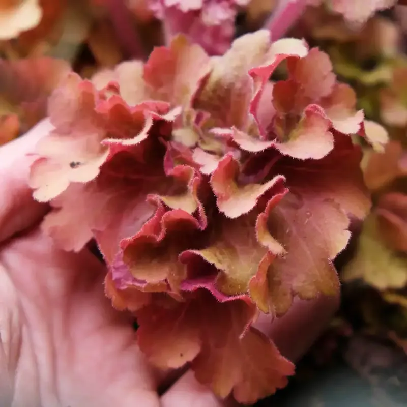 Frilly Coral Bells Ornamental Perennial Plant 1