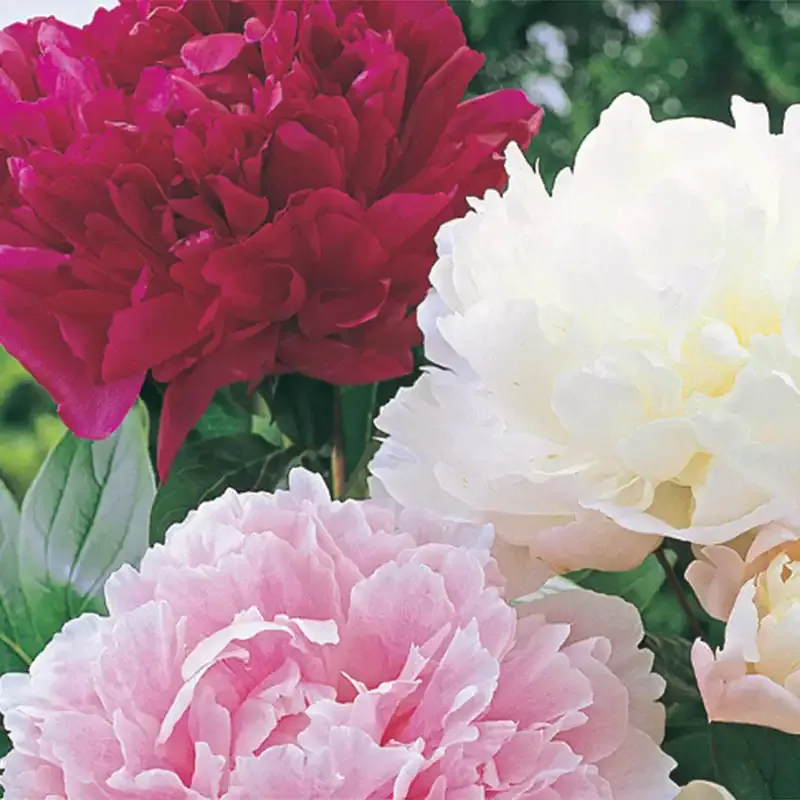 Giant Peony Plant Mix - Perennial Garden Flower Roots