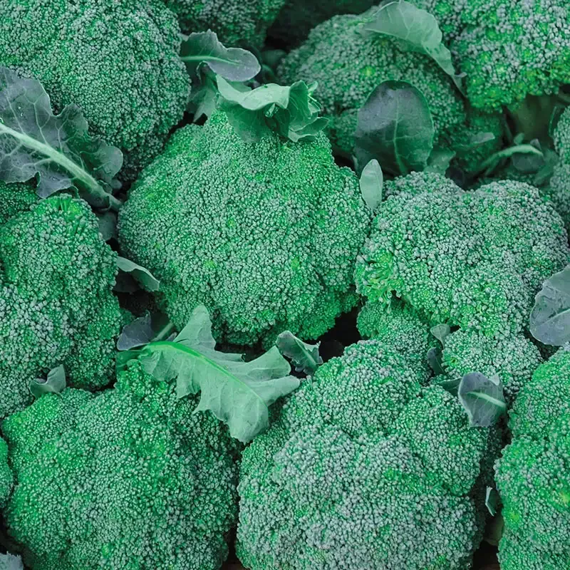 Blue Wind Hybrid Broccoli Seeds for Home Gardening