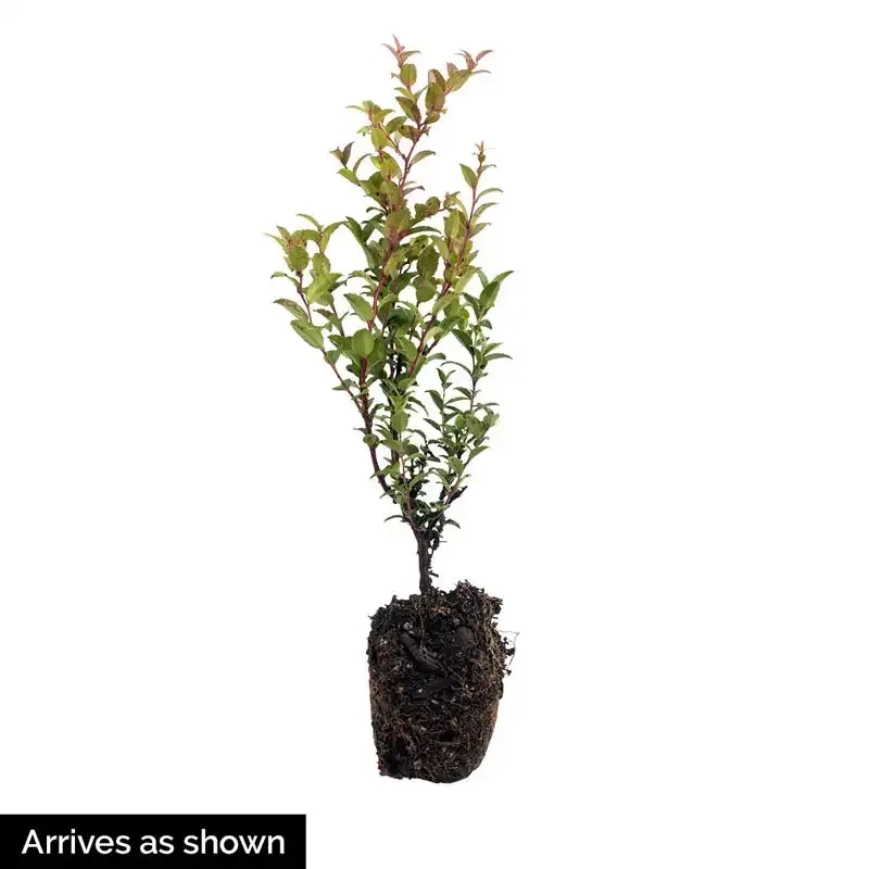 Huckleberry Plant - Hardy Edible Shrub for Garden Cultivation 1