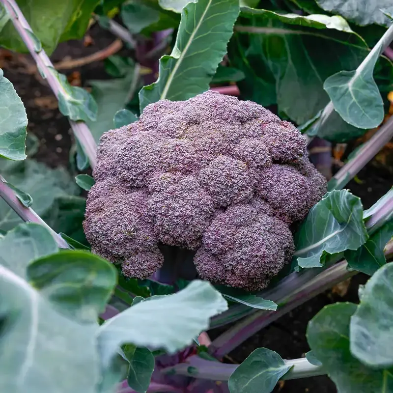 Purple Magic Broccoli Heirloom Vegetable Variety 1