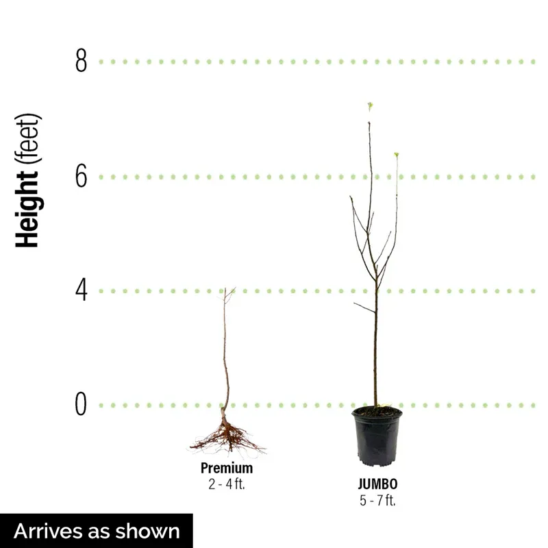 Asian Pear Tree (Pyrus pyrifolia) Deciduous Fruit Tree 0