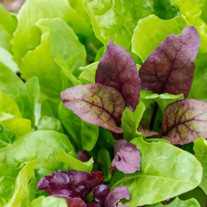 Nutrient-Dense Superfood Salad Seed Blend for Microgreens and Home Gardening 1