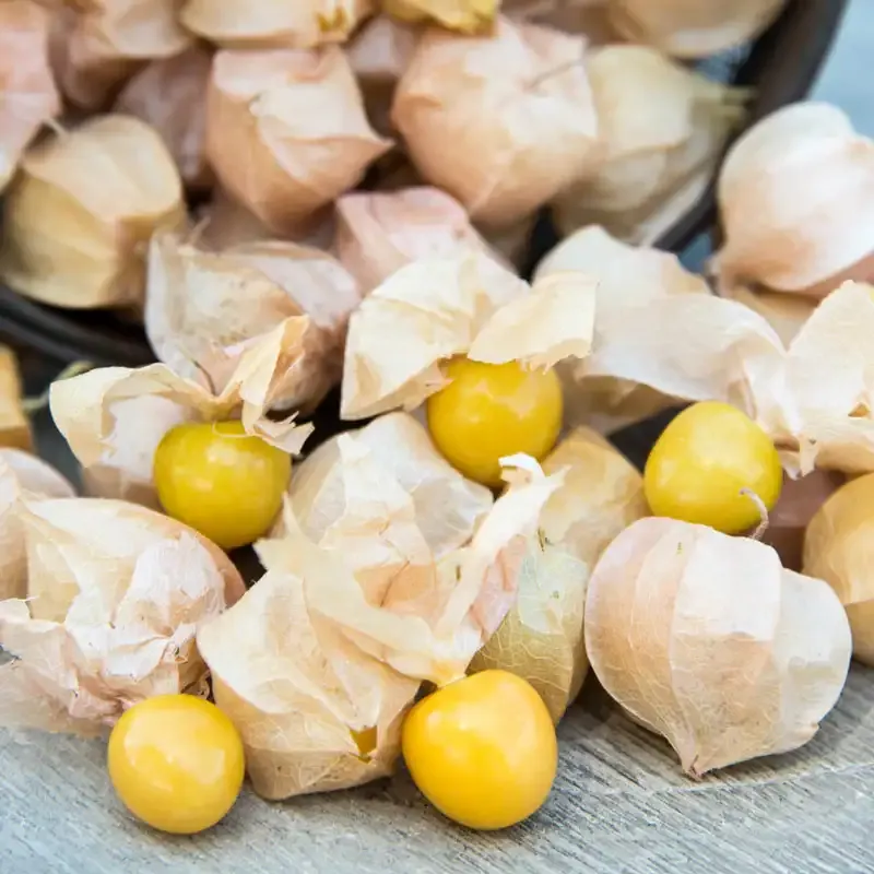 Aunt Molly's Ground Cherry Heirloom Seeds - Physalis Pruinosa