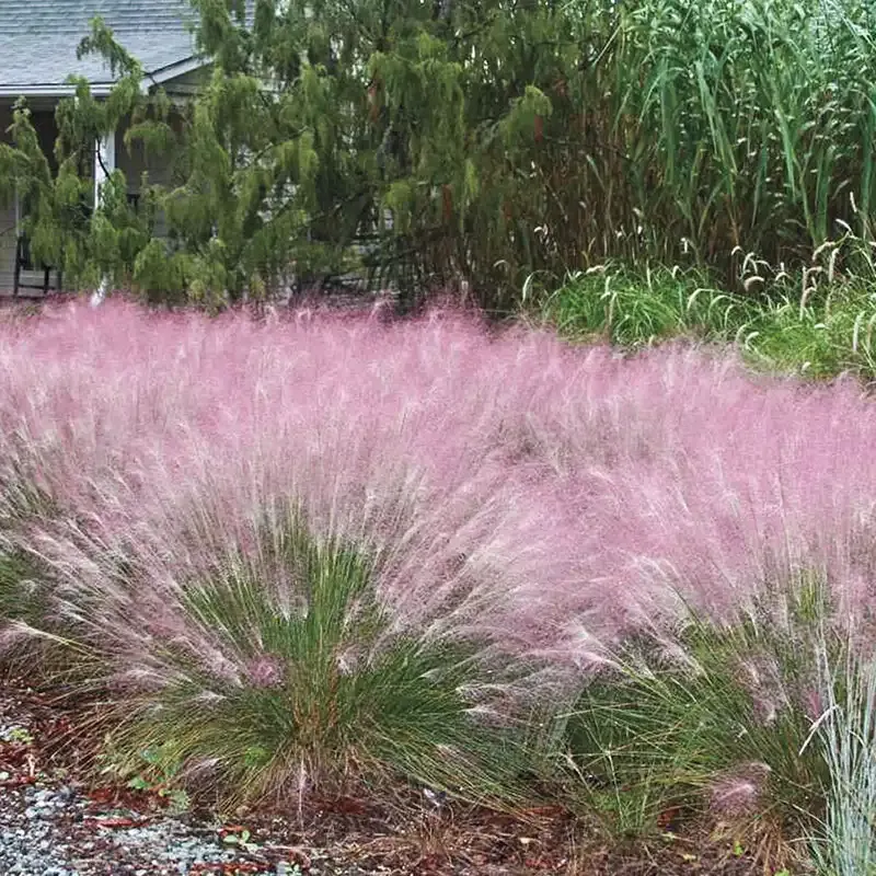 Pink Muhly Grass Plant (Muhlenbergia capillaris) Ornamental Perennial