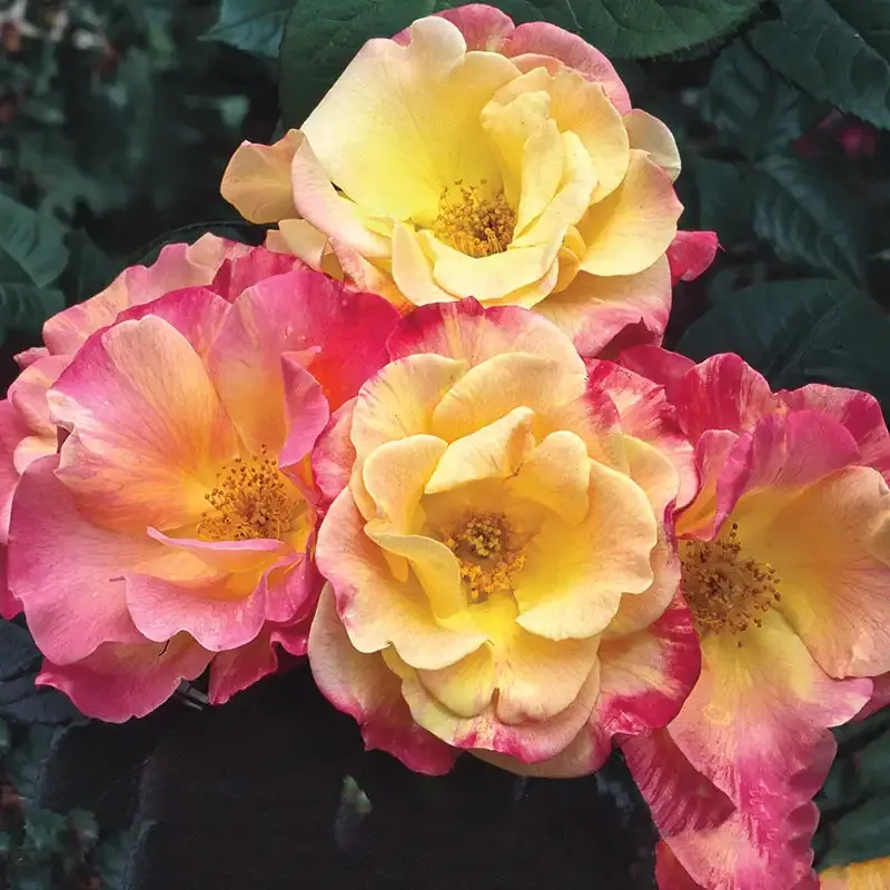 Joseph's Coat Climbing Rose Plant - Multi-Colored Hardy Climbing Shrub 1