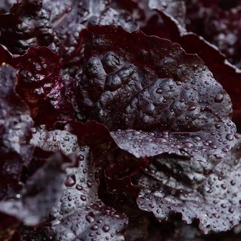 Dark Roden Leaf Lettuce Seeds for Home Garden Planting 1