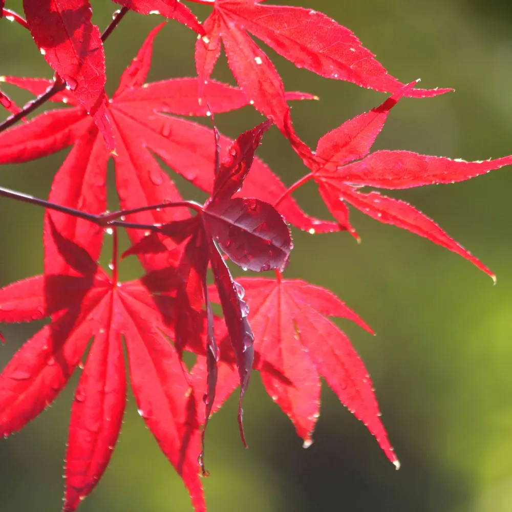 Bloodgood Japanese Maple (Acer palmatum 'Bloodgood') Ornamental Deciduous Tree 3