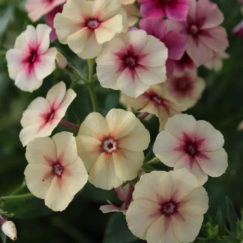 Cherry Caramel Phlox Perennial Garden Plant